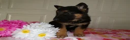 German Shepherd dogs for sale: German Shepherd Puppy 9 Derek - Ad 3