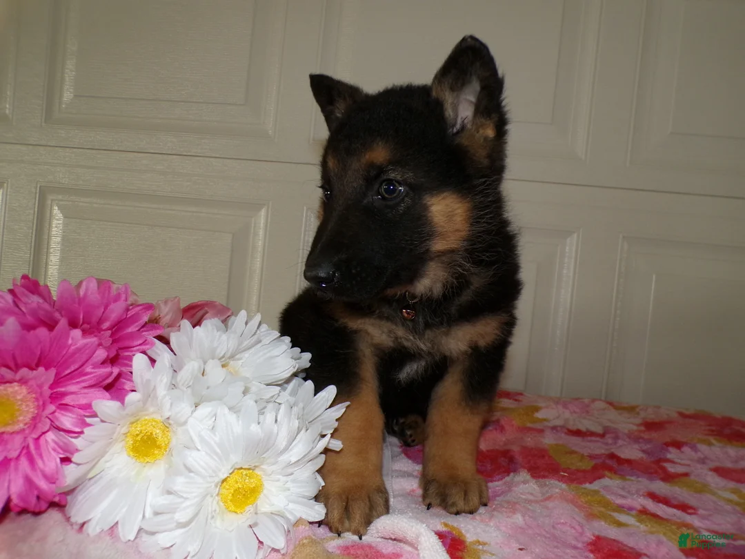 German Shepherd dogs for sale: German Shepherd Puppy 9 Derek - Ad 3
