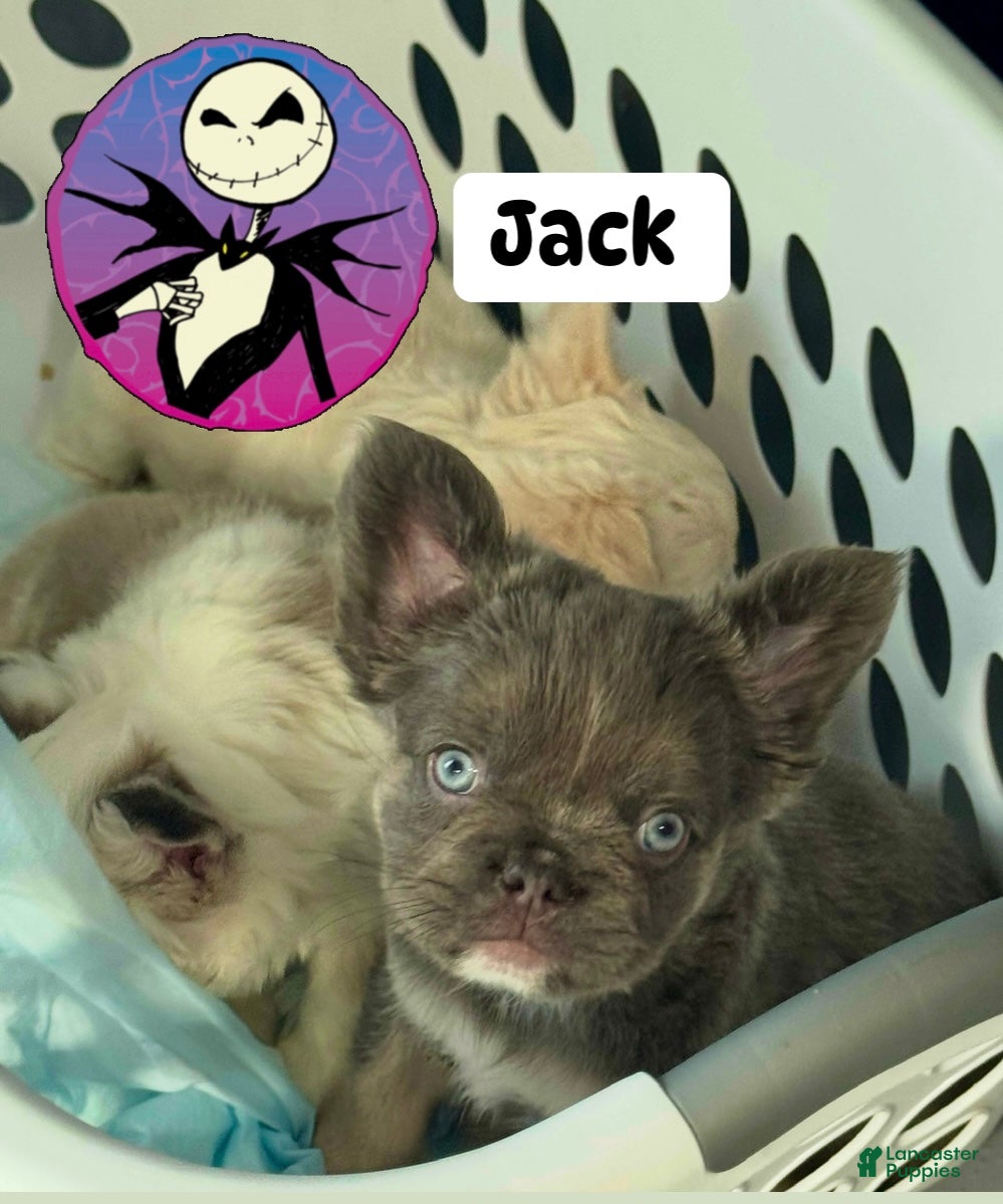 French Bulldog dogs Jack  - Ad 2
