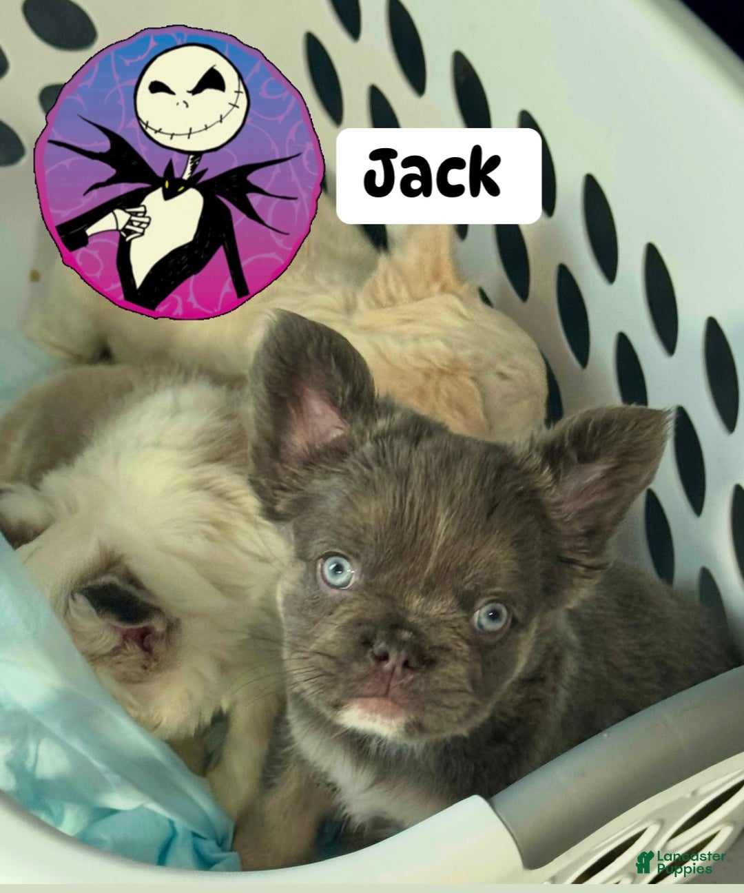 French Bulldog dogs for sale: Jack  - Ad 1