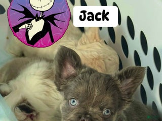 French Bulldog dogs Jack - Ad 21