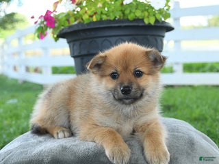 Mixed Breed dogs - Ad 36