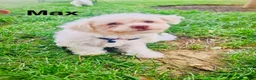 Bichon Frise dogs for sale: luna - Ad 13