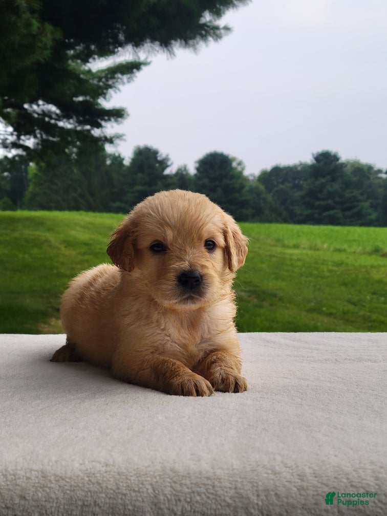 Golden Retriever dogs Macy - Ad 1