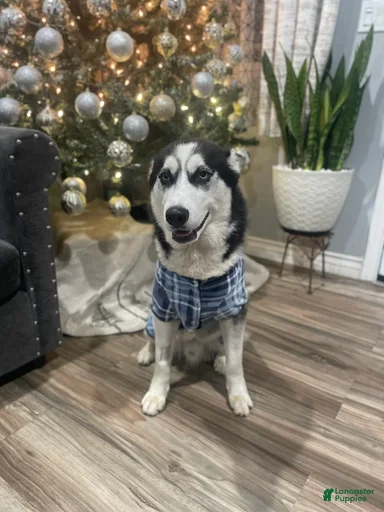 Gallery Image {{count}}