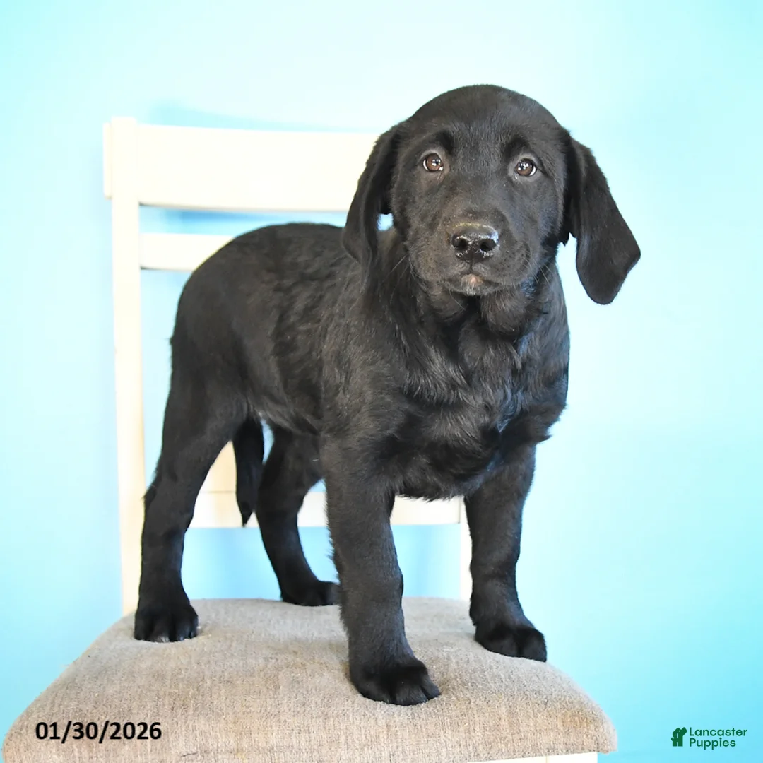 Labrador Retriever dogs for sale: Pudgy - Ad 3