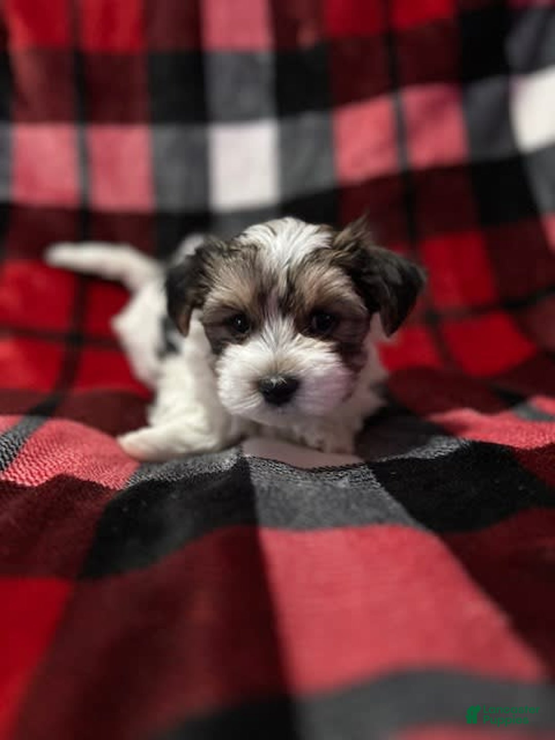 Gallery Image {{count}}