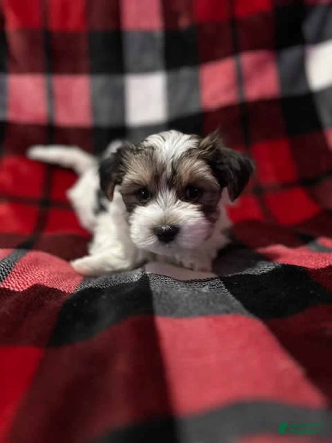 Gallery Image {{count}}