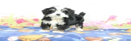 Mini Bernedoodle dogs for sale: Logan - Ad 4