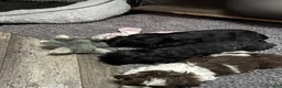 Shih Tzu dogs for sale: Shih Tzu Puppy 3 - Ad 2