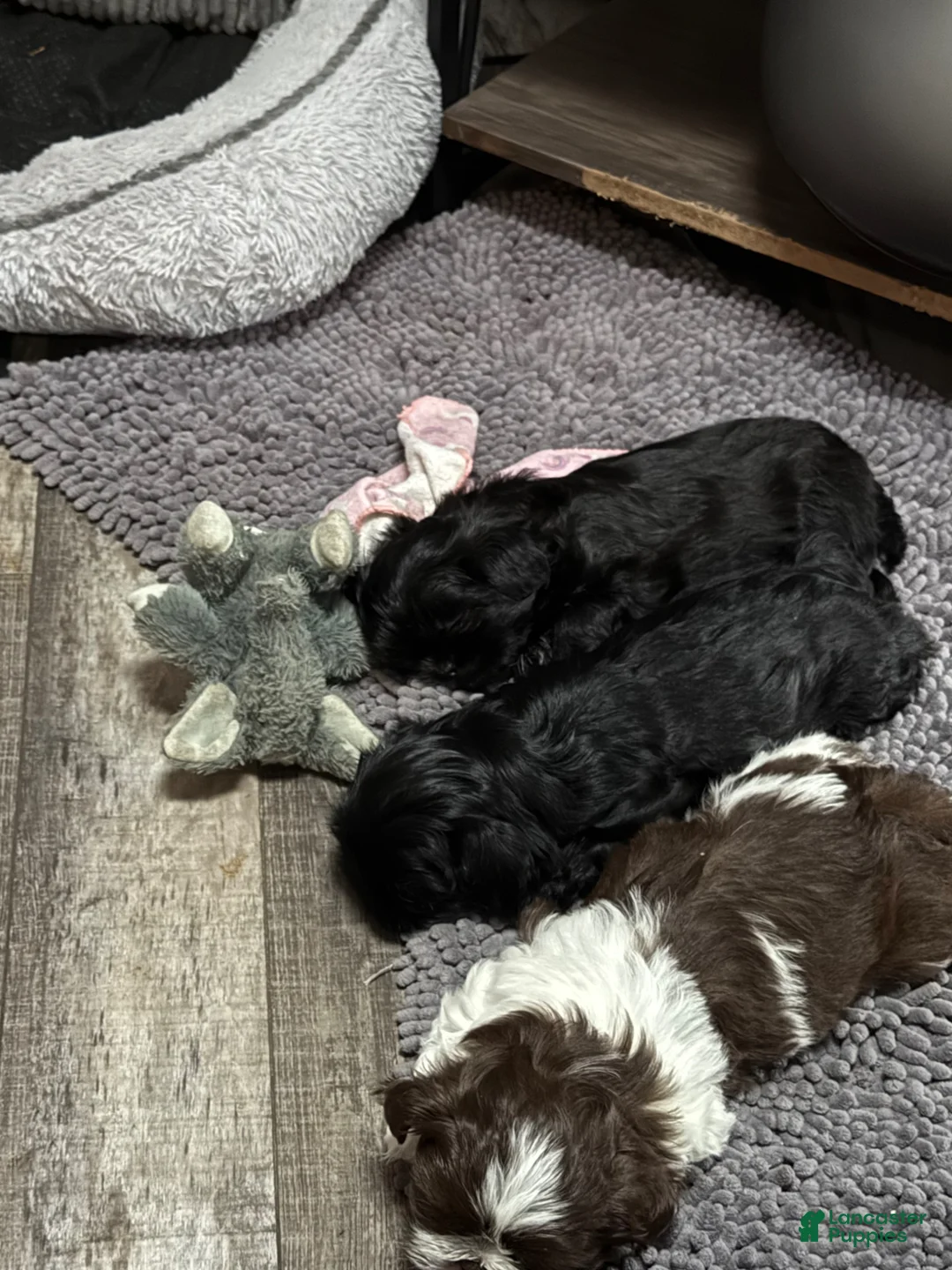 Shih Tzu dogs for sale: Shih Tzu Puppy 3 - Ad 2