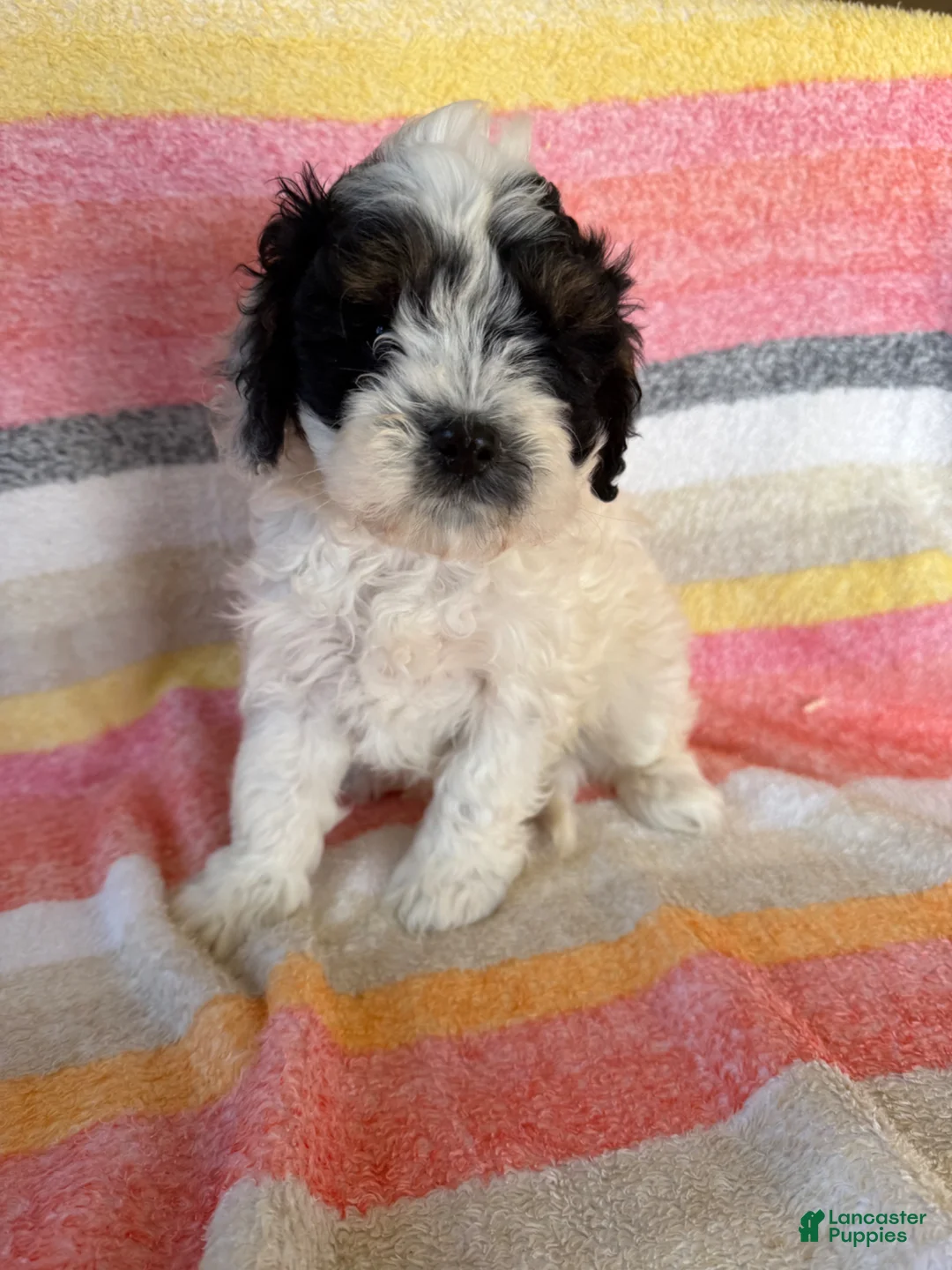 Cavapoo dogs for sale: Leslie  - Ad 1