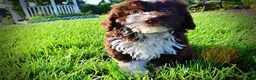 Havapoo dogs for sale: Dexter - Ad 8