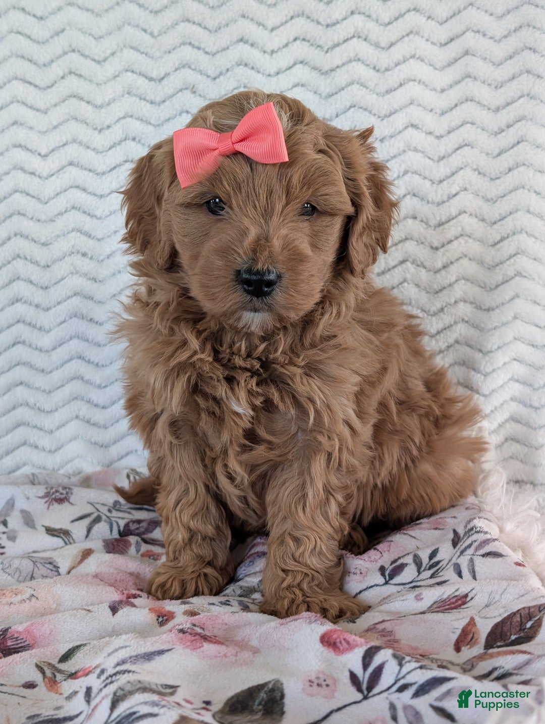 Goldendoodle dogs for sale: Bella - Ad 24