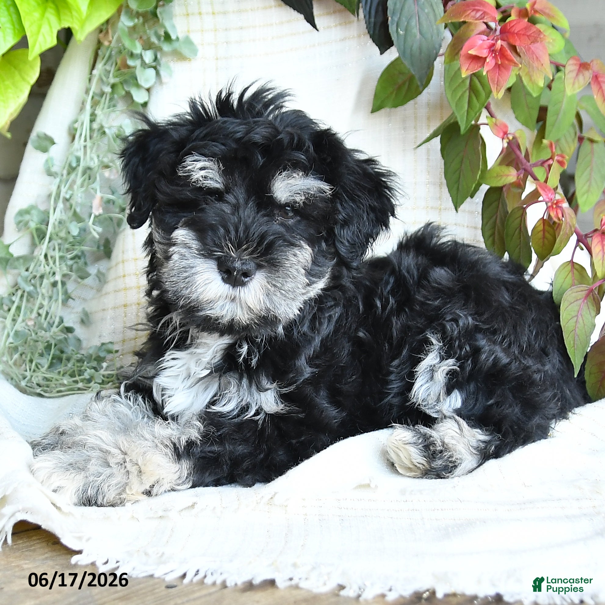 Miniature Schnauzer dogs Grady - Ad 1