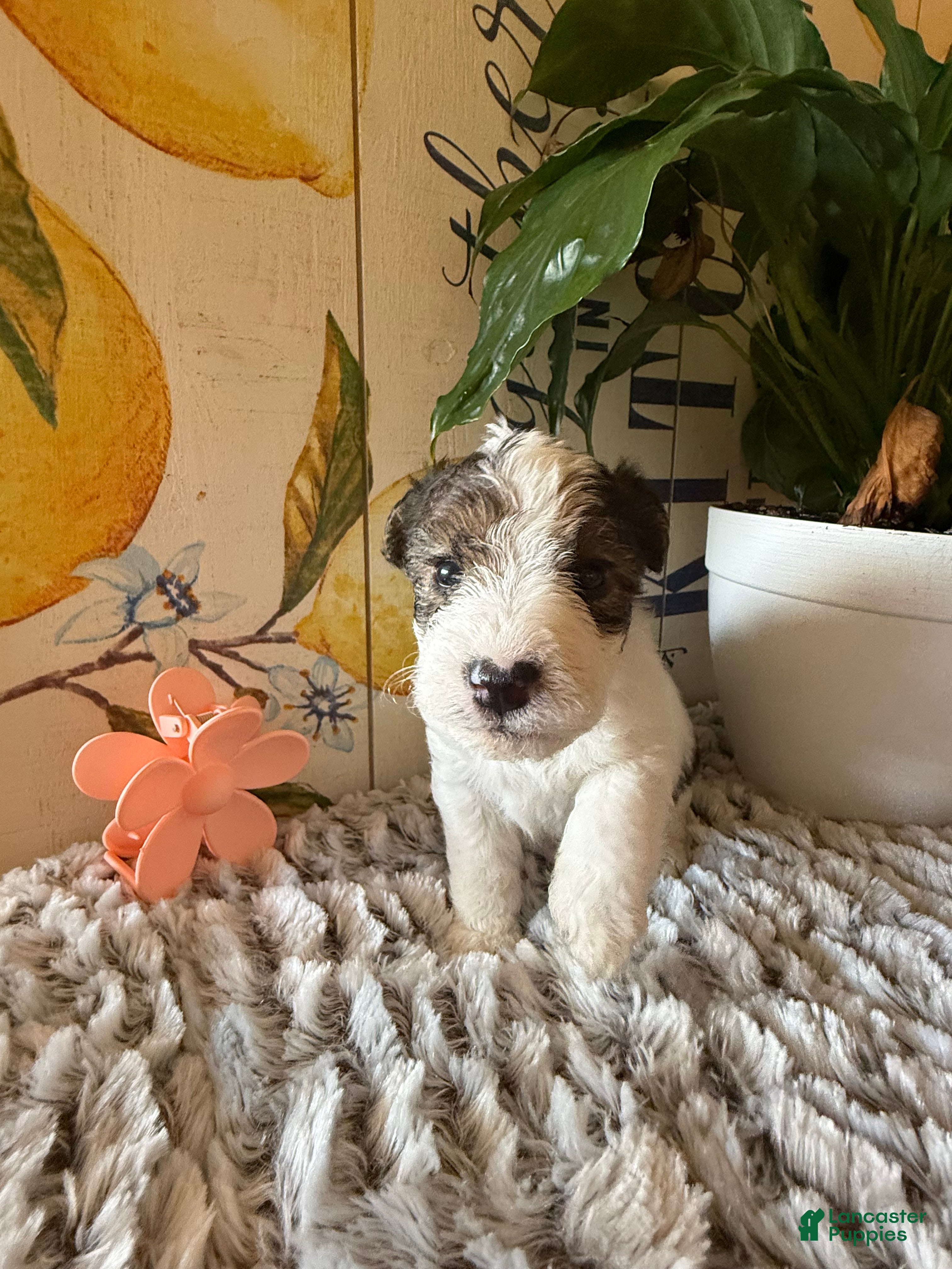 Wire Fox Terrier dogs Judy Hopps  - Ad 1