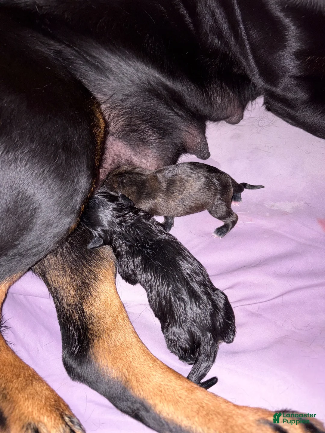 Mixed Breed dogs for sale: Mixed Breed 4 - Ad 7