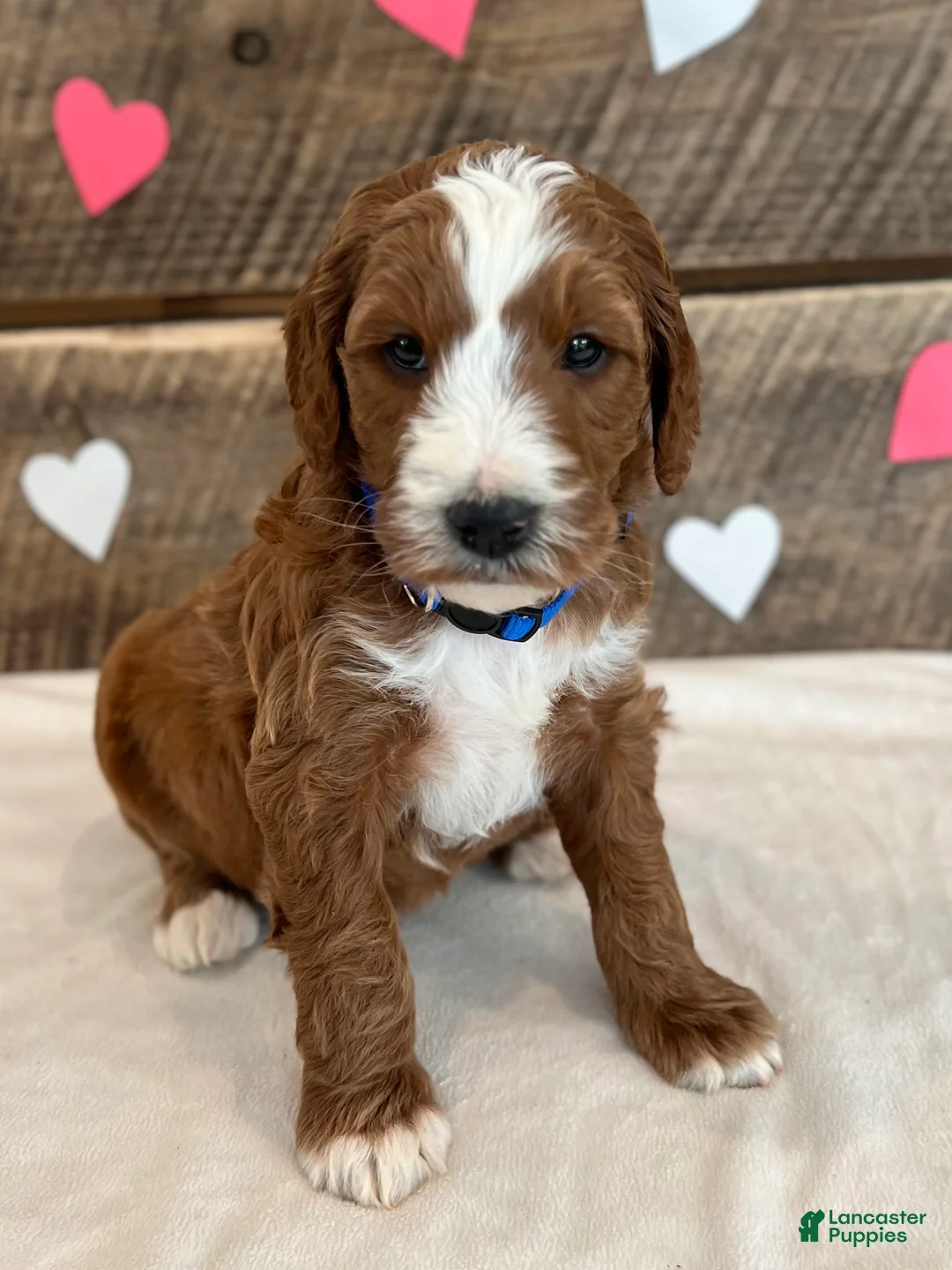Irish Doodle dogs for sale: Murphy - Ad 13