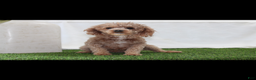 Toy Poodle dogs for sale: Asher - Ad 8