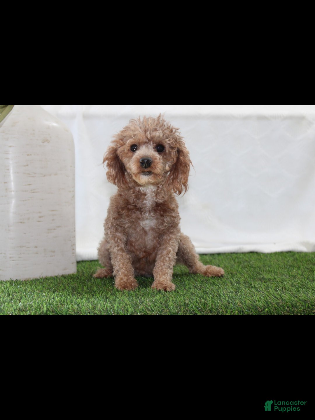 Toy Poodle dogs for sale: Asher - Ad 8