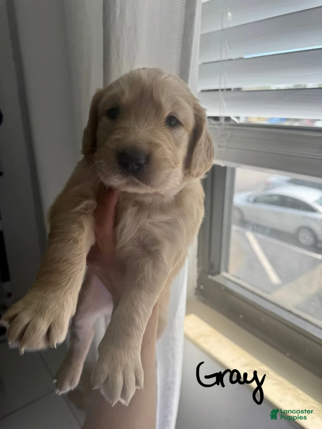 Golden Retriever dogs for sale: Golden Retriever Puppy 3 - Ad 1
