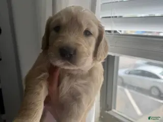 Golden Retriever dogs Golden Retriever Puppy 3 - Ad 8