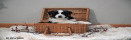 Australian Shepherd dogs for sale: Addy - Ad 4