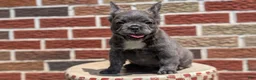 French Bulldog dogs for sale: Elle - Ad 10