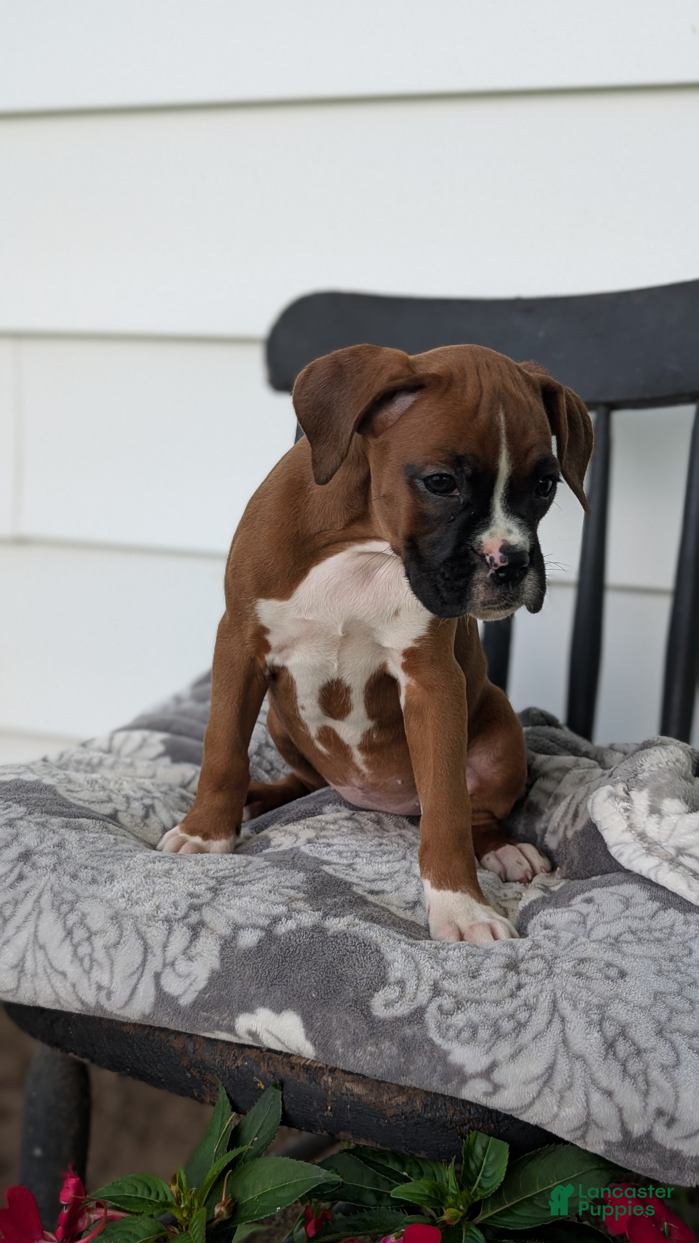 Boxer dogs Koko - Ad 2