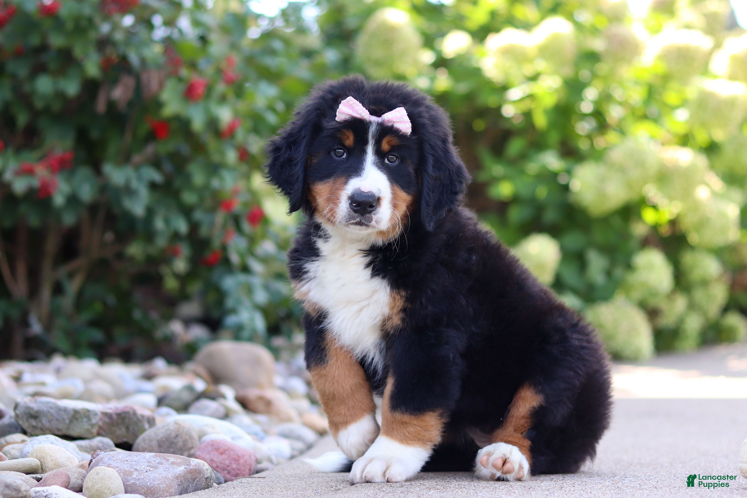 Bernese Mountain Dog dogs Maggie - Ad 1