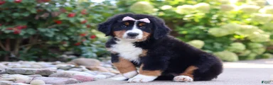 Maggie