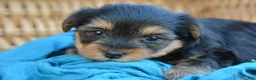 Yorkshire Terrier dogs for sale: Jackie - Ad 3