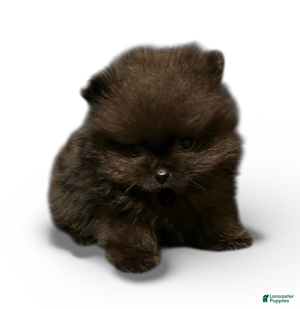 Pomeranian dogs Shadow  - Ad 38