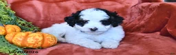 Bernedoodle dogs for sale: Bailey  - Ad 3