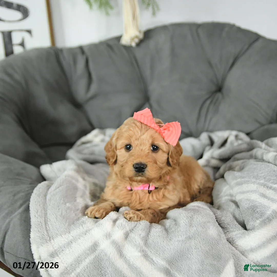 Mini Goldendoodle dogs for sale: Sweetheart - Ad 4