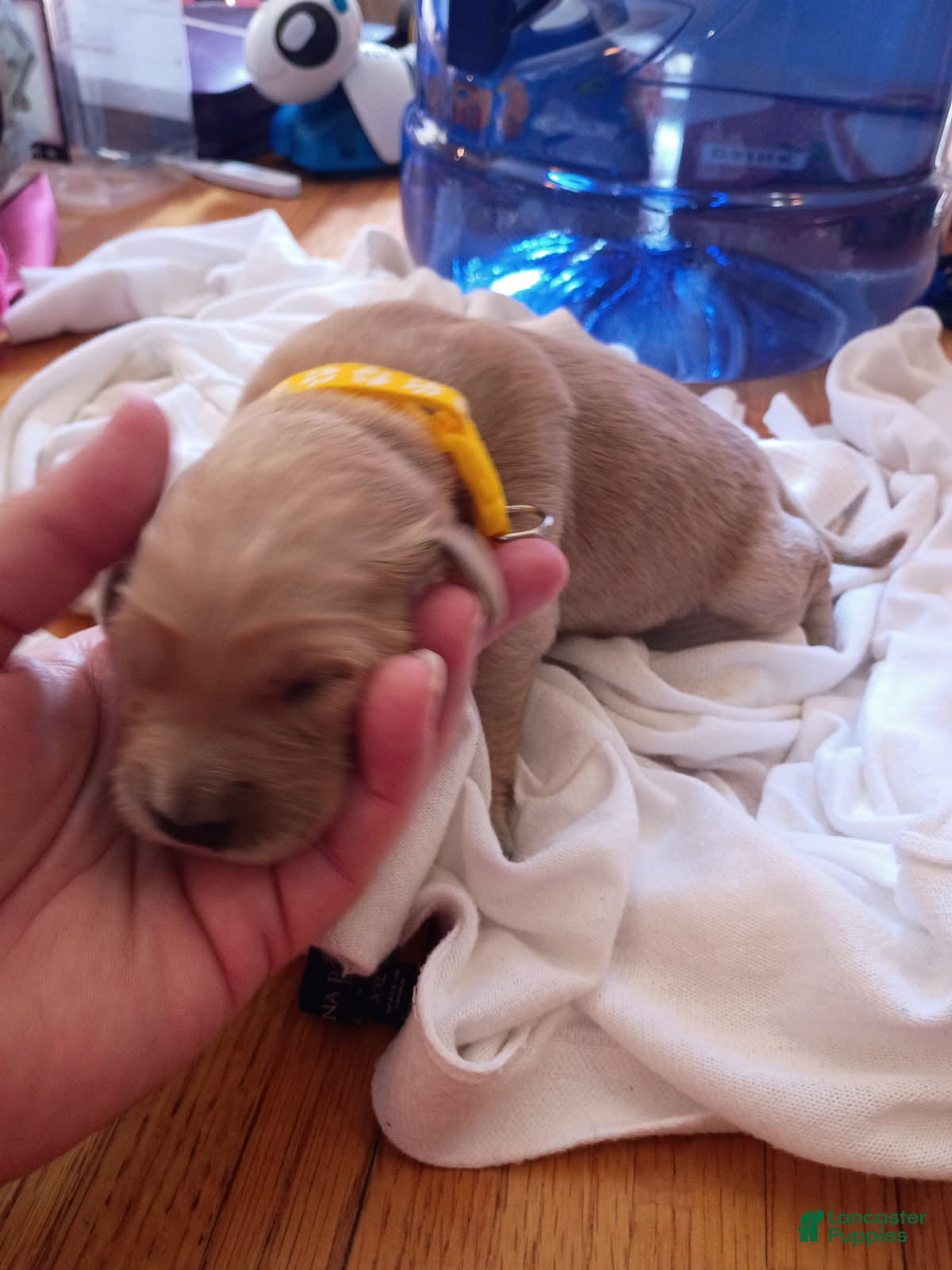 Golden Retriever dogs Golden Retriever Female 4 - Ad 10
