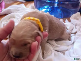 Golden Retriever dogs Golden Retriever Female 4 - Ad 10