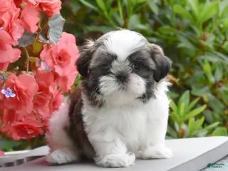Shih Tzu dogs for sale: Minnie - Ad 4