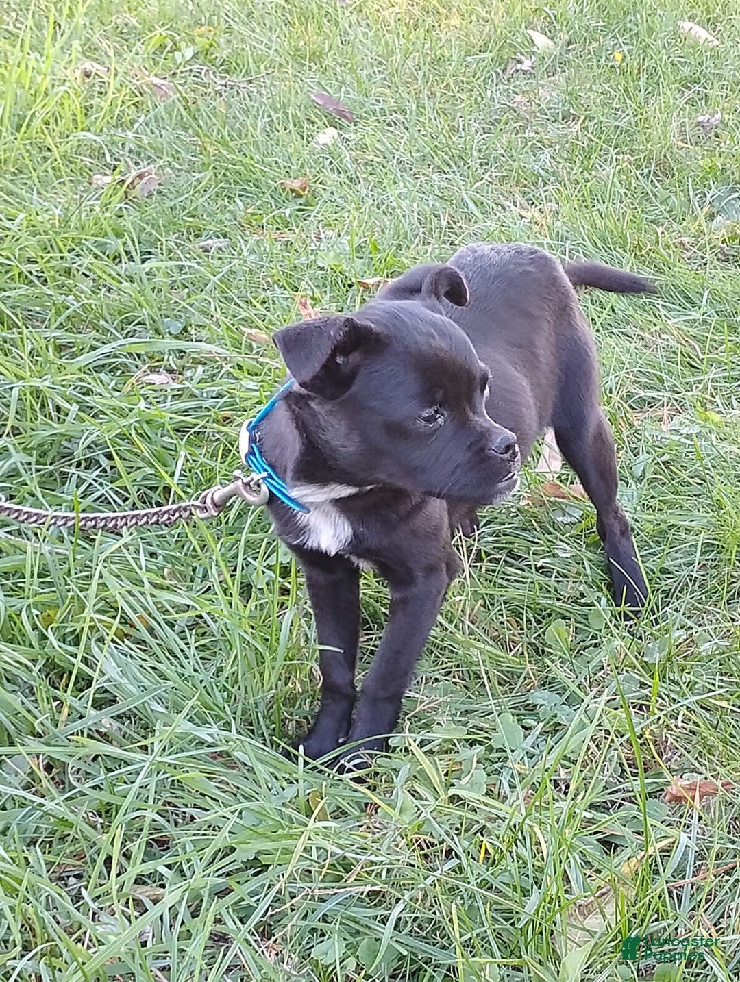 Mixed Breed dogs for sale: Tiny - Ad 12