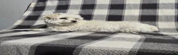 Maltipoo dogs for sale: Charles - Ad 10