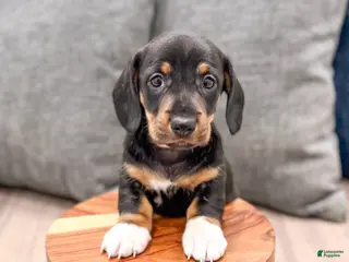 Miniature Dachshund dogs for sale: Max - Ad 2