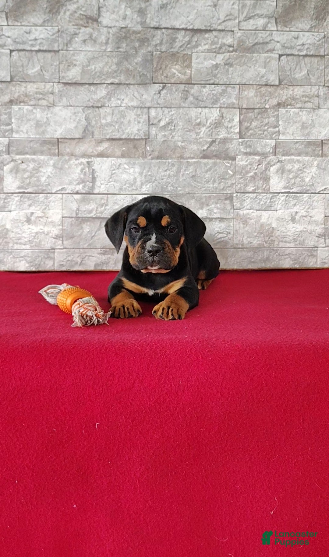 Beabull dogs Russell - Ad 1