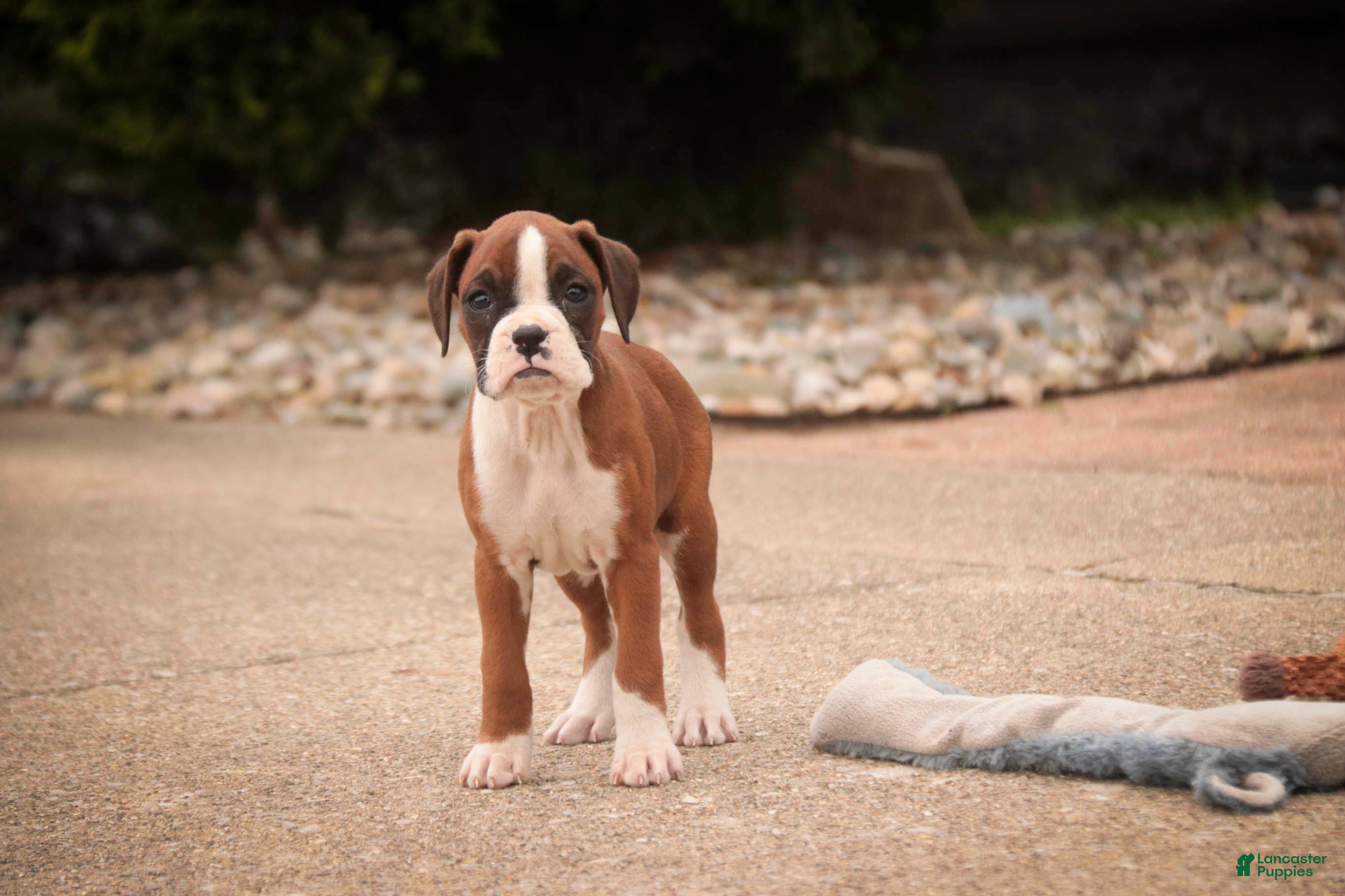 Boxer dogs Tressa - Ad 2
