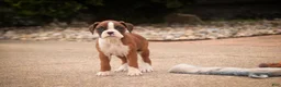 Boxer dogs for sale: Tressa - Ad 2