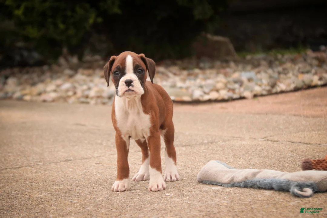 Boxer dogs for sale: Tressa - Ad 2