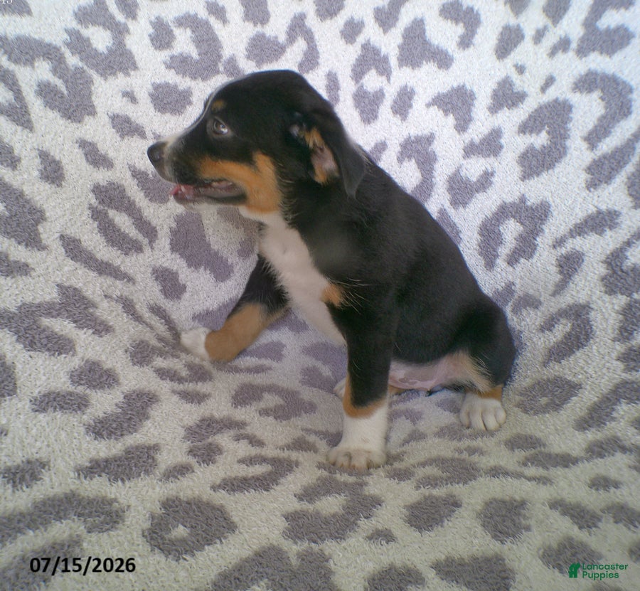 Miniature Australian Shepherd dogs Lexi - Ad 2