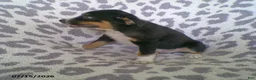 Miniature Australian Shepherd dogs for sale: Lexi - Ad 2