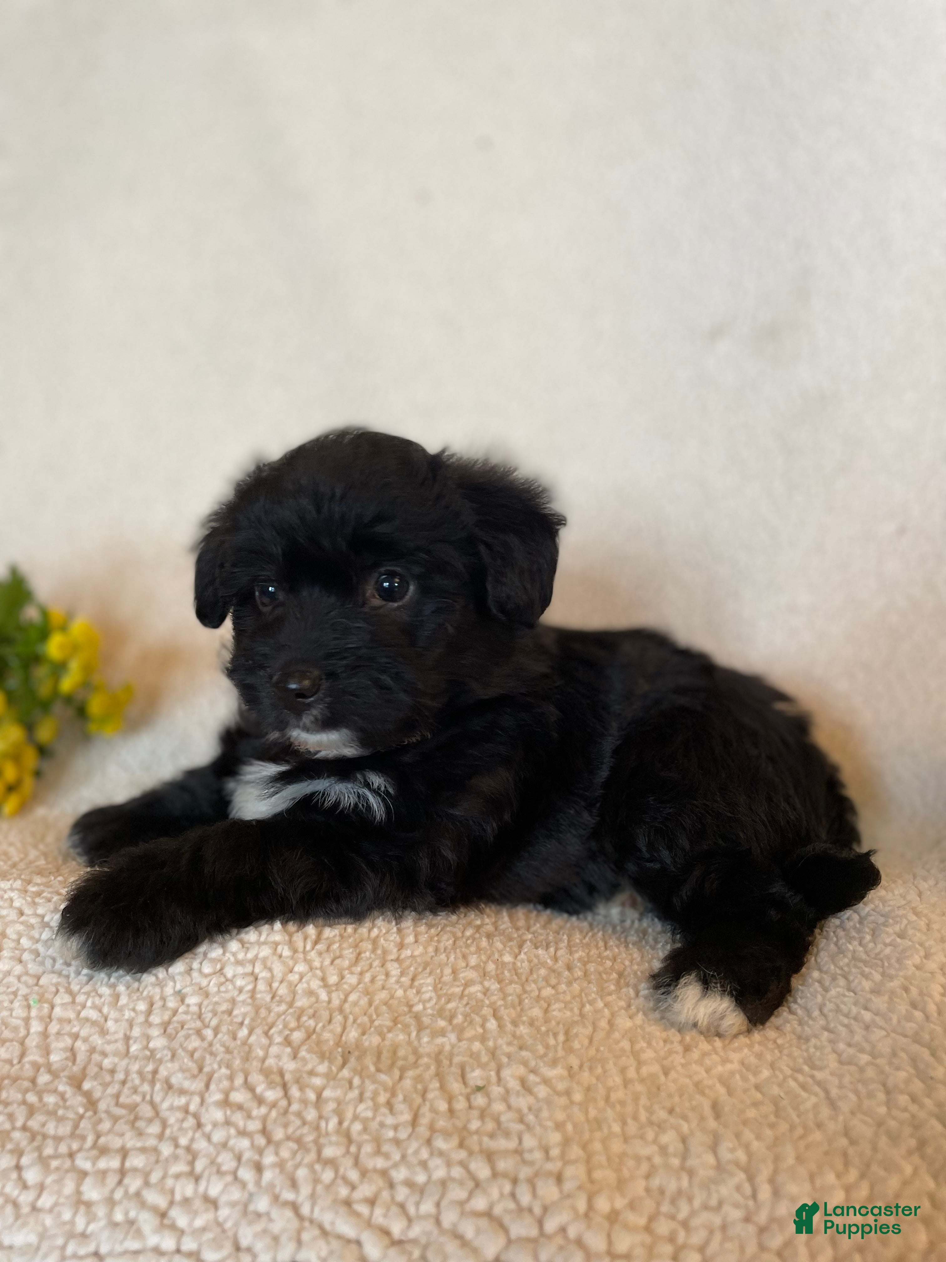 Corgipoo dogs Ellie - Ad 2