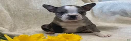 Frenchton dogs for sale: Kenson - Ad 8
