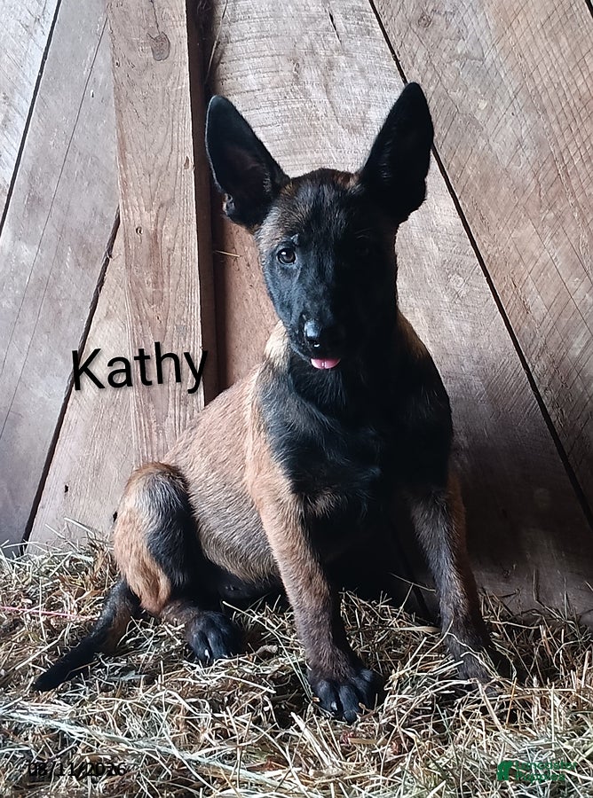 Belgian Malinois dogs Kathy - Ad 1